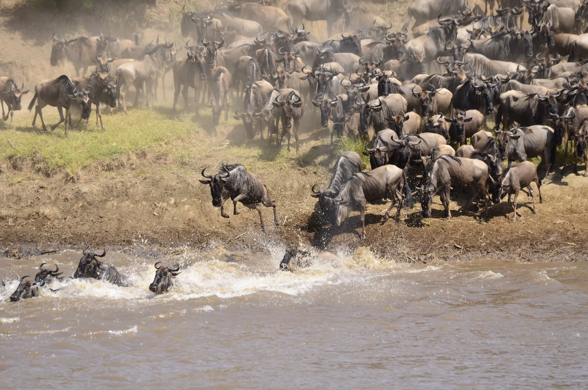 Tanzania Wildebeest Migration Safari 7-Day Tour