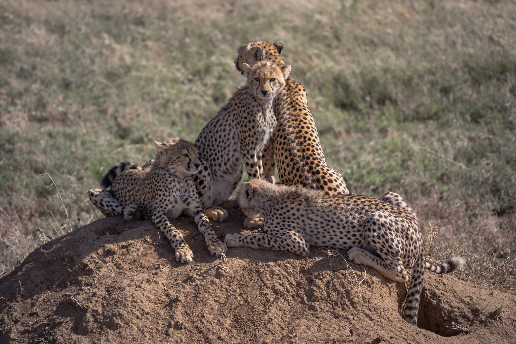 8 Days Family Safari